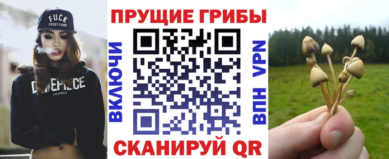 OMG ONION  Ржев  Псилоцибиновые грибы Psilocybine cubensis 